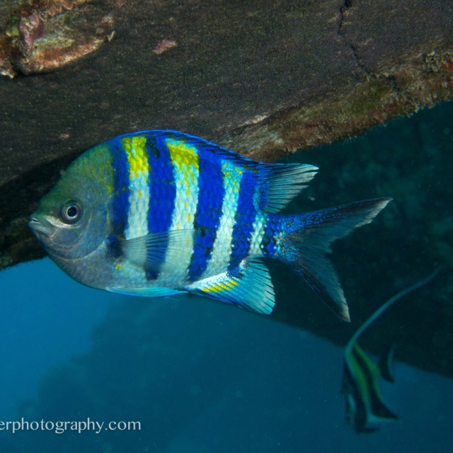 Indo-Pacific Sergeant - Abudefduf vaigiensis