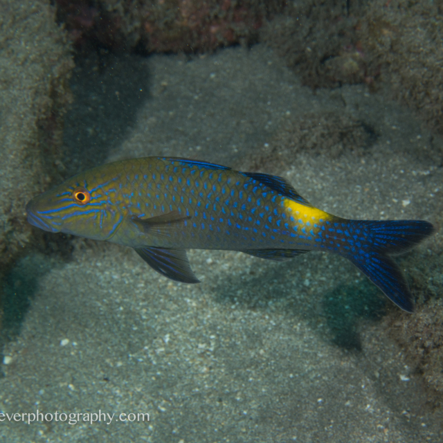 Blue Goatfish - Parupeneus cyclostomus