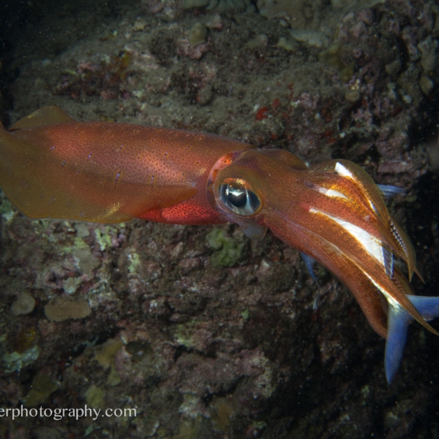 Squid - Euprymna scolopes