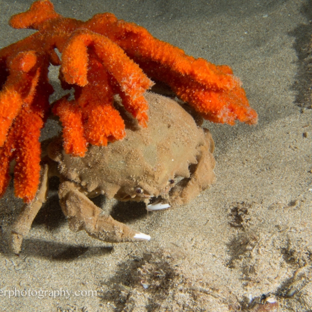 Sponge Crab - Dromia dormia