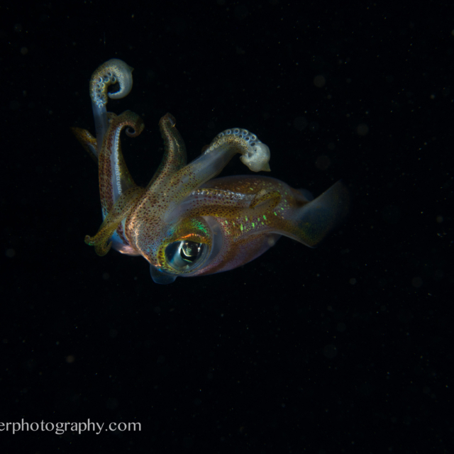 Squid - Euprymna scolopes