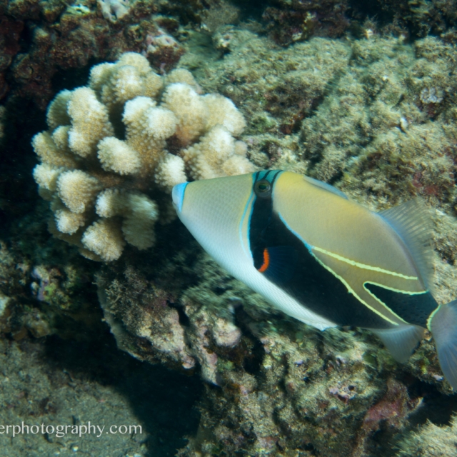 Wedgetail Triggerfish - Rhinecanthus rectangulus,
