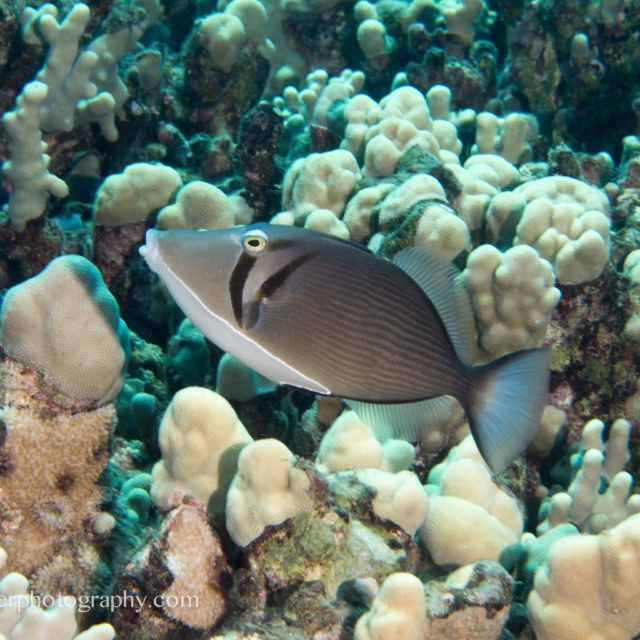 Lei Triggerfish