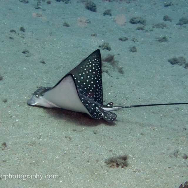 Spotted Eagle Ray - Aetobatus narinari