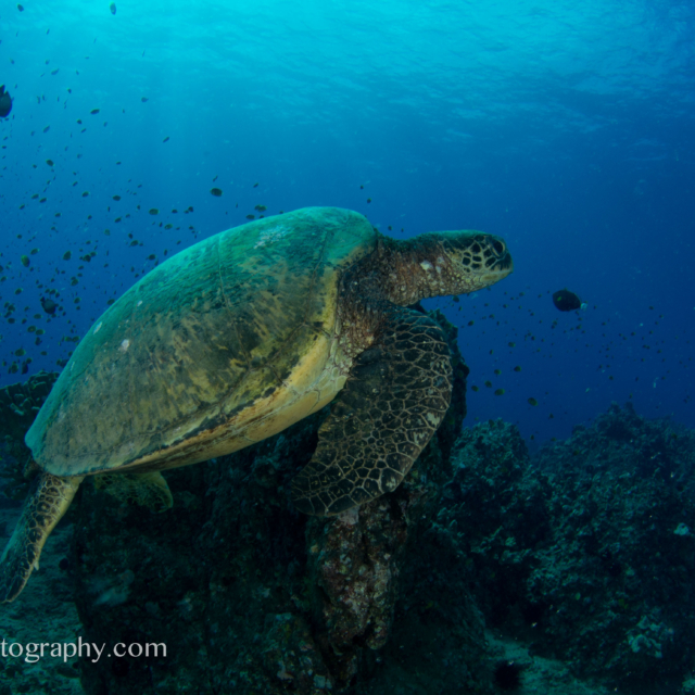 Green Sea Turtle - Chelonia Mydas