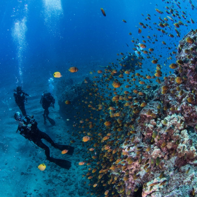 Juvenile Blacklip Butterflyfish - Chaetodon kleinii