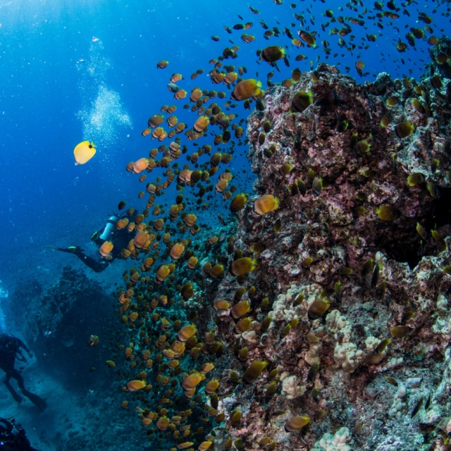 Blacklip Butterflyfish - Chaetodon kleinii