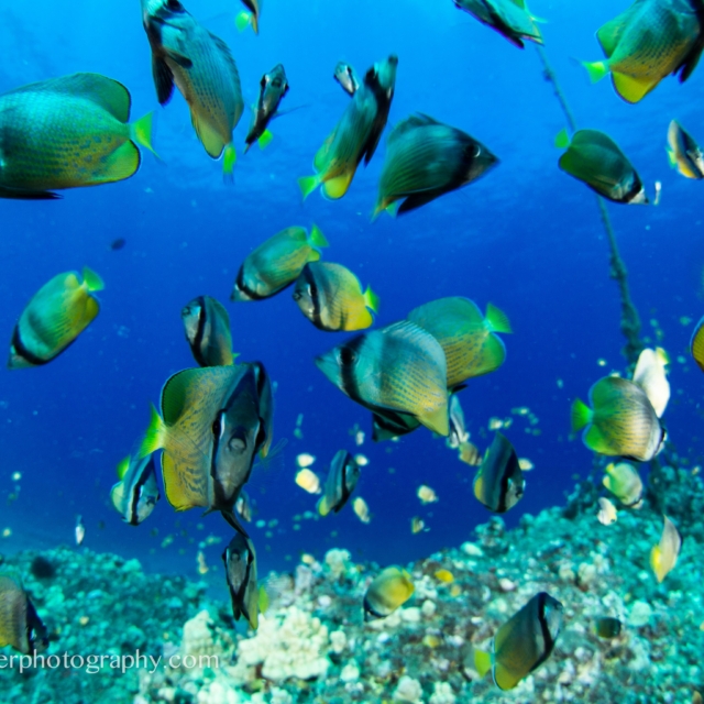 Blacklip Butterflyfish - Chaetodon kleinii