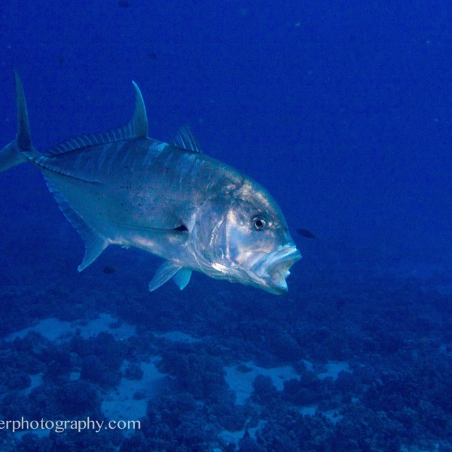 Bigeye Trevally - Caranx sexfasciatus