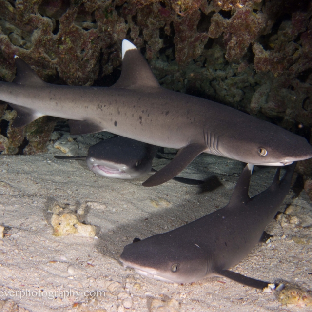 Whitetip Reef Shark - Triaenodon obesus