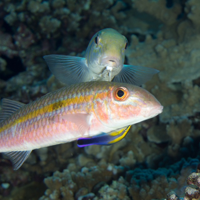 Square-spot Goatfish with Hawaiian Cleaner Wrasse - Mulloidichthys flavolineatus and Labroides phthirophagus