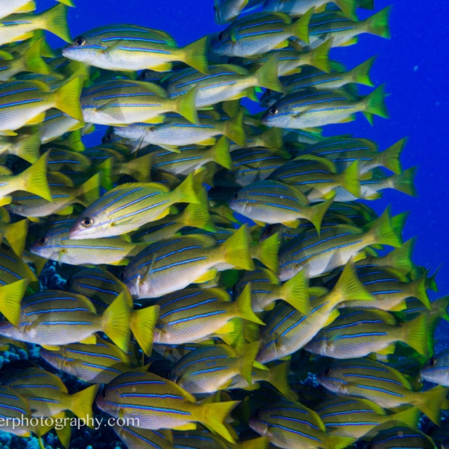Bluestripe Snapper - Lutganus kasmira