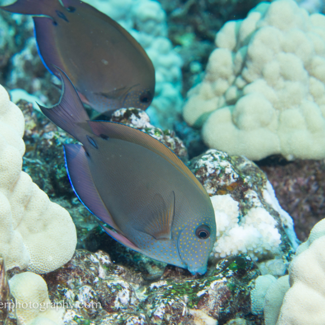 Brown Surgeonfish - Acanthurus nigroris