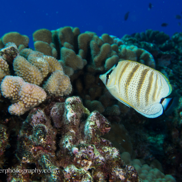 Multiband Butterflyfish - Chaetodon multicinctus