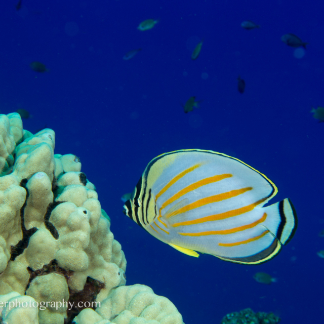 Ornate Butterflyfish - Chaetodon ornatissimus