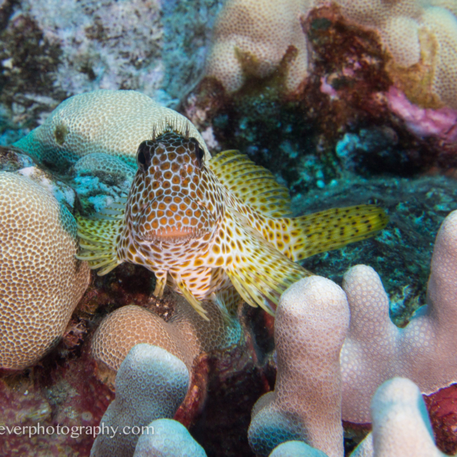 Spotted Coral Blenny - Exallias brevis