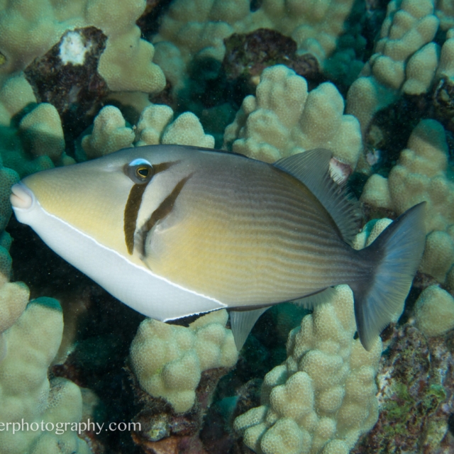 Wedgetail Triggerfish - Rhinecanthus rectangulus